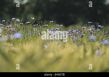 Cornflowers in un campo Foto Stock