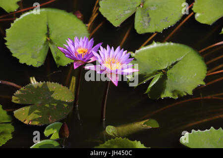 Dambulla Sr Lanka Tempio d'oro fiori di loto Foto Stock