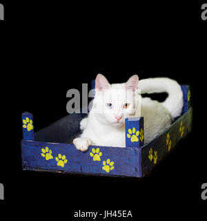 Gatto Bianco con heterochromia iridum giacente in un po' di casse di legno. Foto Stock