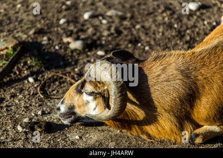 Maschio di un marrone Camerun pecore (Ovis aries) giacente a terra. Pecora in faccia. Foto Stock