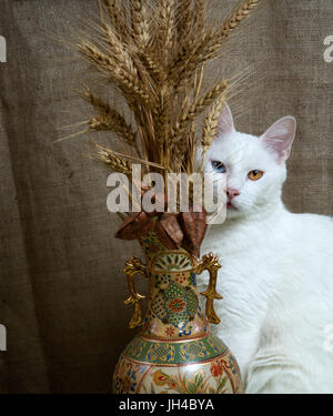 Gatto con la sua linguetta bloccata fuori seduta accanto a un vaso con grano e seedpods del Goldenrain tree. Gatto con heterochromia iridum. Tasto basso. Foto Stock