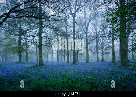 Bluebells nella nebbia Foto Stock