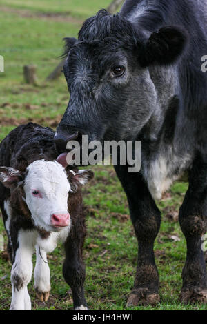 Madre mucca con il suo vitello in un campo dell'azienda. Preso in formato verticale. Foto Stock