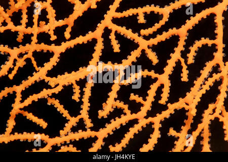 Dettaglio di un fan corallo (Acabaria sp.) con il ritratto di polipi, giallo, Palawan Mimaropa, lago di Sulu, Oceano Pacifico, Filippine Foto Stock