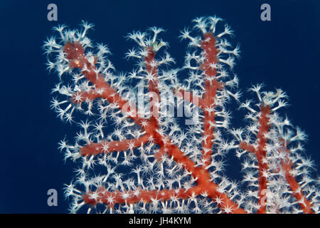 Polipi, bianco, Colonia, horn coral (Menella sp.), gorgonie, Palawan Mimaropa, Lago di Sulu, Oceano Pacifico, Filippine Foto Stock