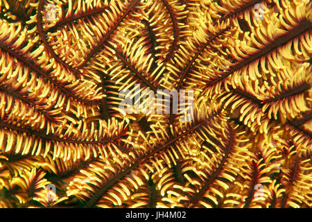 Variabile di piume cespuglioso star(Comaster schlegelii) con i bracci retratti, giallo, Palawan Mimaropa, Lago di Sulu, Oceano Pacifico Foto Stock