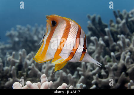 Copperband butterflyfish (Chelmon rostratus), Palawan Mimaropa, Lago di Sulu, Oceano Pacifico, Filippine Foto Stock