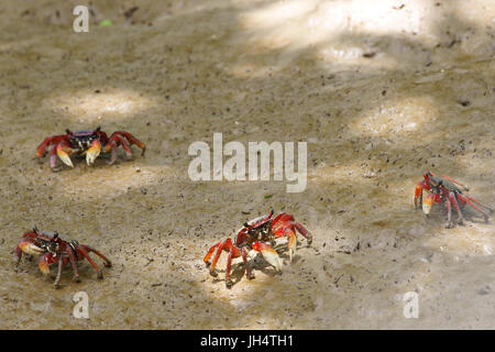 Il granchio rosso di aratu, Parnaíba Delta di Rio Parnaíba, Parnaíba, Piauí, Brasile Foto Stock