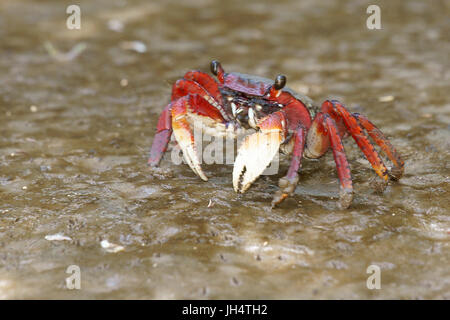 Il granchio rosso di aratu, Parnaíba Delta di Rio Parnaíba, Parnaíba, Piauí, Brasile Foto Stock