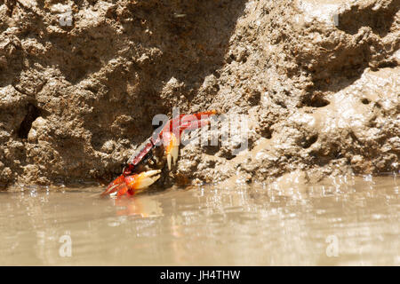 Il granchio rosso di aratu, Parnaíba Delta di Rio Parnaíba, Parnaíba, Piauí, Brasile Foto Stock