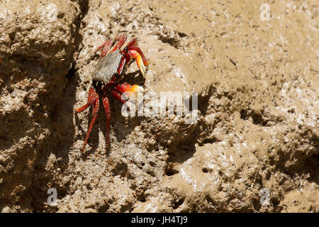 Il granchio rosso di aratu, Parnaíba Delta di Rio Parnaíba, Parnaíba, Piauí, Brasile Foto Stock