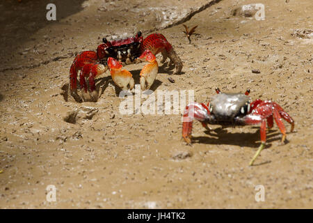 Il granchio rosso di aratu, Parnaíba Delta di Rio Parnaíba, Parnaíba, Piauí, Brasile Foto Stock