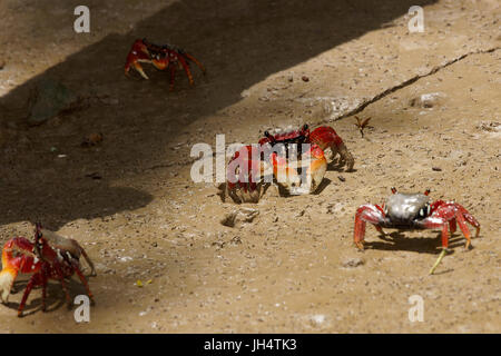 Il granchio rosso di aratu, Parnaíba Delta di Rio Parnaíba, Parnaíba, Piauí, Brasile Foto Stock