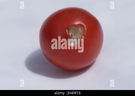 Blossom end rot su 'Cristal' pomodori Foto Stock