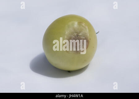 Blossom end rot su 'Cristal' pomodori Foto Stock