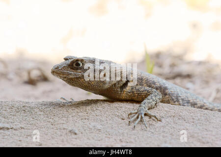 Animale, Gecko nero, Parnaíba Delta di Rio Parnaíba, città, Parnaíba, Piauí, Brasile Foto Stock