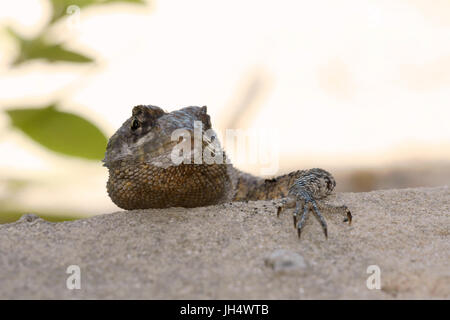 Animale, Gecko nero, Parnaíba Delta di Rio Parnaíba, città, Parnaíba, Piauí, Brasile Foto Stock