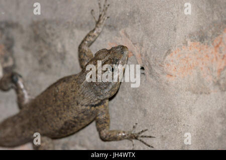 Animale, Gecko nero, Parnaíba Delta di Rio Parnaíba, città, Parnaíba, Piauí, Brasile Foto Stock