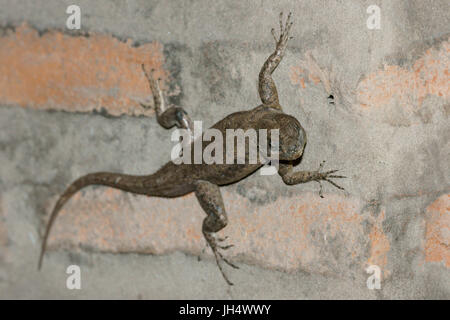 Animale, Gecko nero, Parnaíba Delta di Rio Parnaíba, città, Parnaíba, Piauí, Brasile Foto Stock