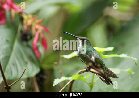 Bird, Hummingbird, OiseauxFoz, Foz Iguaçu, Brasile Foto Stock