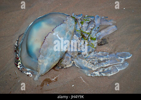 Canna jelly fish (lavato a terra) Foto Stock