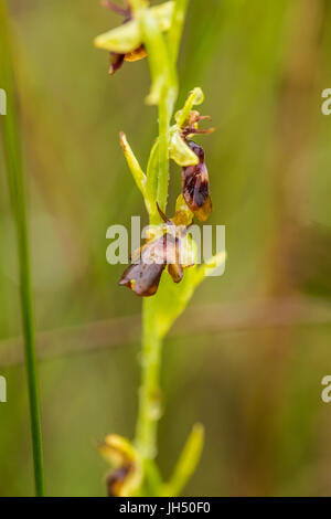 Una bella rare orchidee selvatiche fioritura nella palude in estate dopo la pioggia. Closeup foto macro, profondità di campo. Foto Stock