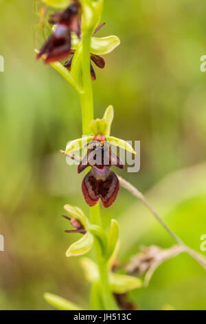 Una bella rare orchidee selvatiche fioritura nella palude in estate dopo la pioggia. Closeup foto macro, profondità di campo. Foto Stock