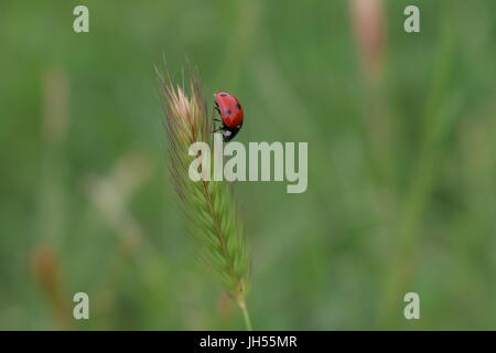 Ladybug camminando su un gambo di erba Foto Stock