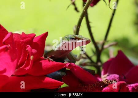 Close up di un verde anole lizard in un rosebush Foto Stock