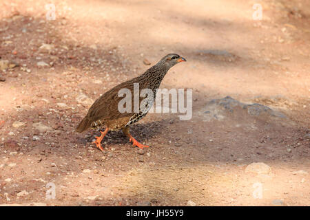 Crested Francolin Foto Stock