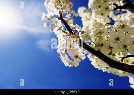 La luce del sole splendente bianco passato sanguinello fiorisce su un luminoso cielo blu. Foto Stock