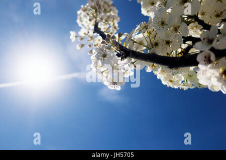 La luce del sole splendente bianco passato sanguinello fiorisce su un luminoso cielo blu. Foto Stock