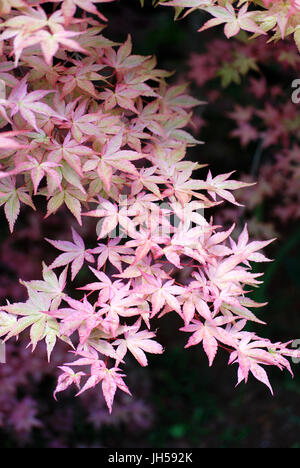 Acero giapponese albero a Heronswood giardino, Kingston, WA. Stati Uniti d'America Foto Stock