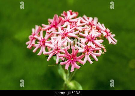 Lychnis chalcedonica ' Apricot ' primo piano fiore nel mese di giugno, fiori di croce maltese Foto Stock