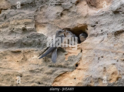 Sabbia martins-Riparia Riparia al sito nido. Regno Unito Foto Stock