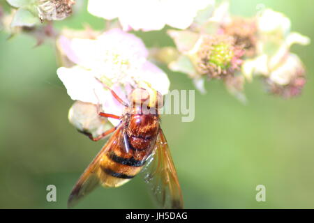 Epistrophe melanostoma, hoverfly, grande hover fly, UK insetto che assomiglia a un ape, hover fly che assomiglia a un'ape, UK hover fly, UK hoverfly, Foto Stock