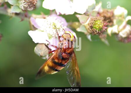 Epistrophe melanostoma, hoverfly, grande hover fly, UK insetto che assomiglia a un ape, hover fly che assomiglia a un'ape, UK hover fly, UK hoverfly, Foto Stock