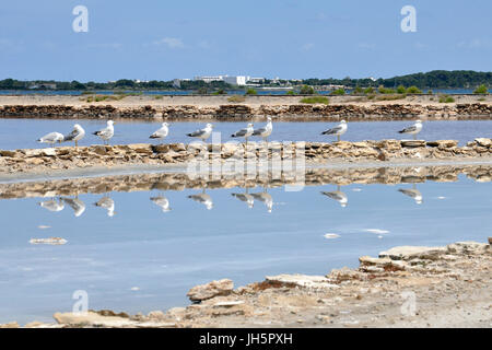 Gabbiani (Larus michahellis) che riposano presso le saline Estany Pudent nel Parco naturale di Ses Salines (Formentera, Isole Baleari, Mar Mediterraneo, Spagna) Foto Stock