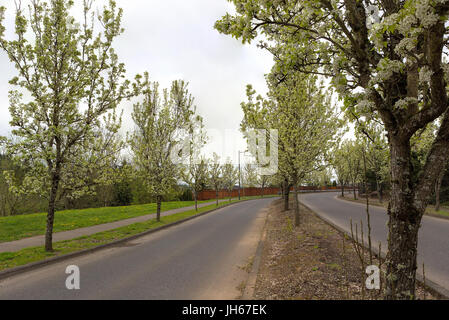 Strada alberata nel quartiere resideintial area di alloggiamento in Portland Oregon durante la stagione primaverile Foto Stock