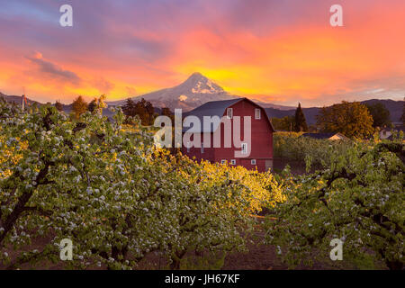 Tramonto sul Monte Cofano e granaio rosso in Pear Orchard a Hood River Oregon durante la stagione primaverile Foto Stock