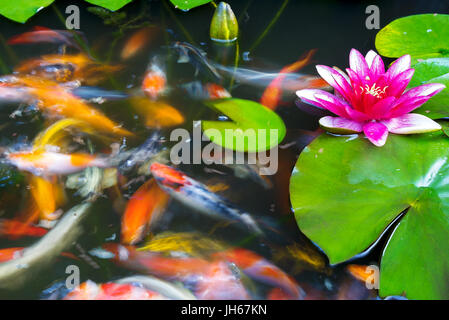 Uno spettacolare pesce Koi nuotare tra le ninfee pastiglie e fiore in stagno Foto Stock