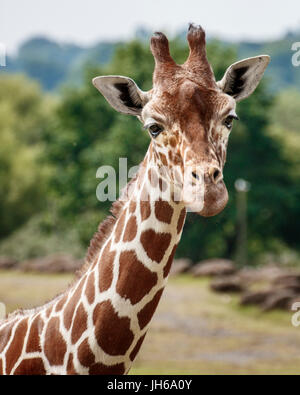 testa della giraffa Foto Stock