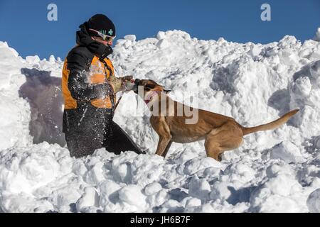 Salvataggio in caso di valanghe con i cani Foto Stock