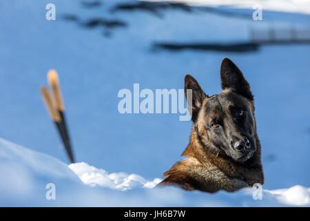 Salvataggio in caso di valanghe con i cani Foto Stock