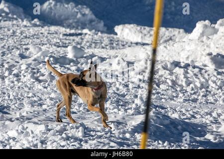 Salvataggio in caso di valanghe con i cani Foto Stock