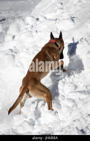 Salvataggio in caso di valanghe con i cani Foto Stock