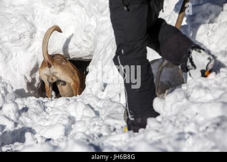 Salvataggio in caso di valanghe con i cani Foto Stock