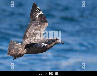 Un grande Skua (Catharacta skua) in volo sopra il mare, Shetland, Regno Unito Foto Stock