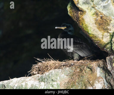 Un Shag (Phalacrocorax aristotelis) su di esso''s nest site all'entrata di una caverna di mare sulle isole Shetland, Regno Unito Foto Stock