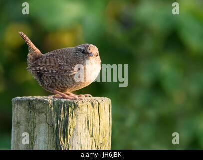 Un Shetland Wren (Troglodytes troglodytes zetlandicus) unico per Shetland è un sub specie del Eurasian Wren, Shetland, Regno Unito Foto Stock